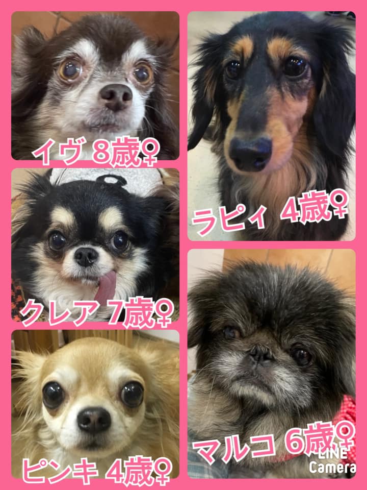 🐾今日の里親様募集中ワンコ🐶メンバーです🐾2021,2,21